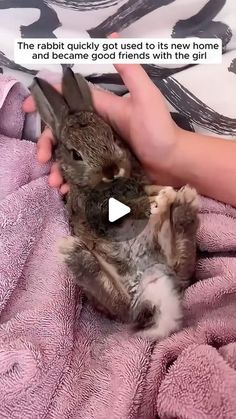 a person is holding a baby rabbit in their lap while it's being held by someone