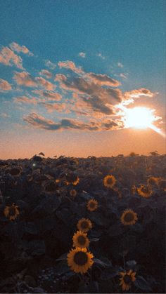 the sun is setting over a field of sunflowers