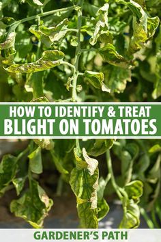 how to identify and treat blight on tomatoes in garden's path, with text overlay