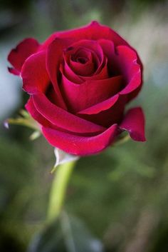 a single red rose with green leaves in the background