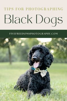 a black dog sitting in the grass with text overlay that reads tips for photographing black dogs