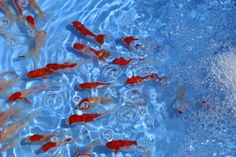 many red and white fish swimming in a blue pool with water bubbles on the bottom