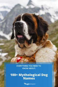 a large brown and white dog sitting on top of a mountain