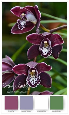 two purple orchids with green leaves in the background and color swatches on each side