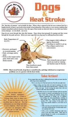 Dogs and Heat Stroke Dog Safety, Pet Care Tips, Pet Safety