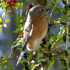 a bird sitting on top of a tree filled with berries