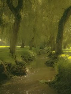 a stream running through a lush green forest filled with trees and grass covered in sunlight