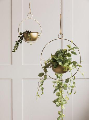 Hanging Plants