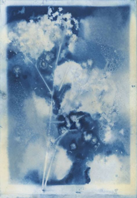 Lomography - Tipster: How to Make Wet Cyanotype Prints Cyanotype On Canvas, Type A Aesthetic, Cyanotype Canvas, Cyanotype Flowers, Blue Cyanotype, Cyanotype Ideas, Wet Cyanotype, Transparency Art, Cotton Aesthetic