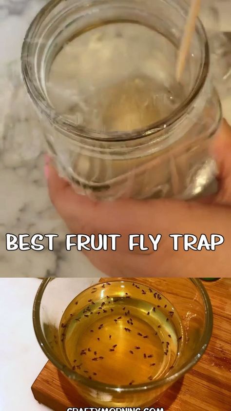 Best DIY Fruit Fly Trap - how to kill fruit flies fast and easy in the kitchen! Ingredients step by step how to catch fruit flies flying around. They are so annoying! Homemade trap directions. #diy #fruitfly #flytrap #diybugremedies #homemade #craftymorning Catch Fruit Flies In House, How To Trap Fruit Flies, Kill Fruit Flies Fast, How To Catch Fruit Flies In The House, Fly Traps Homemade Diy, How To Get Rid Of Fruit Flies In House, Fly Trap Homemade, Fruit Fly Repellent, Best Fruit Fly Trap