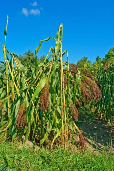 What To Do With Broomcorn: Harvesting Broomcorn For Crafts And More Nature, Broom Corn Wreath Diy, Broom Corn Wreath, Broom Corn Decorations Fall, Broom Corn Crafts, Broom Making, Harvest Thyme, Corn Husk Crafts, Handmade Broom