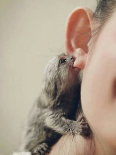 A tiny baby monkey sucking on a lady's ear. So precious. Makes me feel all warm and fuzzy just to see this! Baby Animals, Funny Animals, Cute Monkey, Cutest Thing Ever, Cool Hair Color, Animal Photo, Close Up, Cool Hairstyles