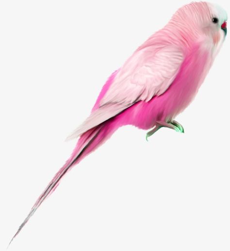 Bird Png, Moodboard Pngs, Importance Of Food, Bird Clipart, Whatsapp Dp Images, Feather Art, Pet Bird, Pretty Birds, Birds Painting