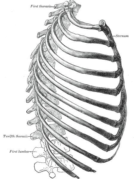 Illustrations. Fig. 114. Gray, Henry. 1918. Anatomy of the Human Body. Rib Cage Drawing, Thoracic Cage, Human Spine, Male Figure Drawing, Human Bones, Human Anatomy Drawing, Human Figure Drawing, Anatomy Sketches, Sides For Ribs