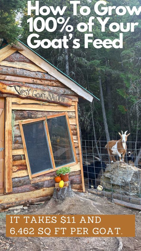 How to Grow Goat Feed on Your Homestead - The Homesteader's Chronicle Goat Pasture Ideas, Goat Homes Ideas, Goat Enrichment Ideas, Goat Playground Ideas Diy, Goat Homestead, Small Goat Barn, Goat Playground Ideas, Goat Garden, Goat Feed