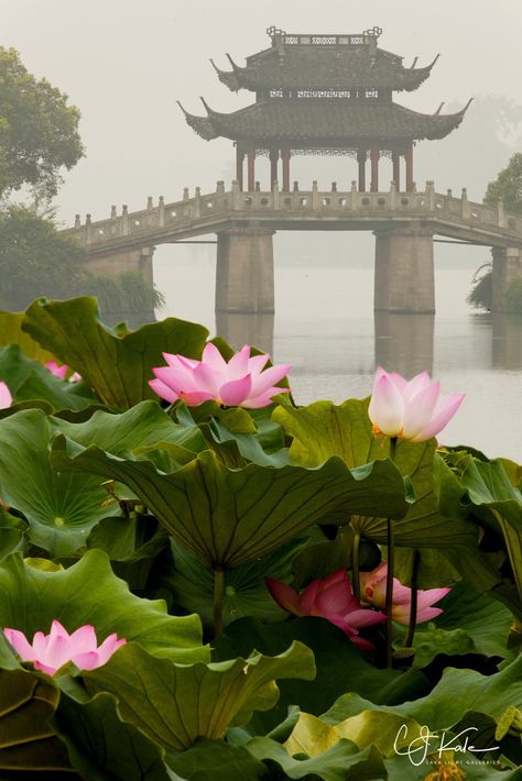 Lotus Lake, China Flowers, Lotus Flower Painting, Paint Filter, Androgynous Look, Hermitage Museum, Asian Inspiration, Circular Pattern, World Pictures