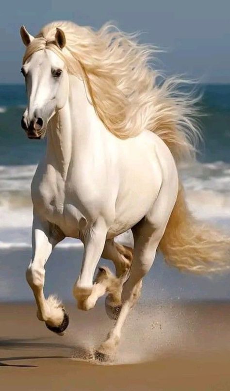 White Running Horse, White Horse Wallpaper, White Horse Running, Cai Arabi, Funny Horse Pictures, Beautiful Horses Photography, Horse Running, Beautiful Horse Pictures, Running Horse