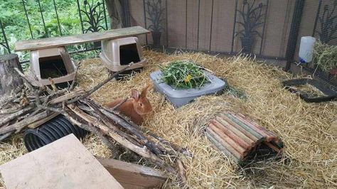 Are you thinking about raising rabbits? Colony raising rabbits is easy and affordable, it is the best way to get amazing results from your meat rabbits. Rabbit Colony, Breeding Rabbits, Raising Rabbits For Meat, Rabbit Hide, Rabbit Enclosure, Rabbit Habitat, Pee Smell, Young Rabbit, Rabbit Farm