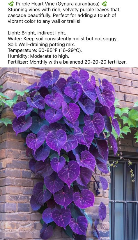 Gothic Garden Perennials, Purple Foliage Plants, Purple Vine Plant, Colorful House Plants Indoor, Gothic Front Yard Landscaping, Goth Landscaping, Goth House Plants, Purple Plants Indoor, Purple House Plants