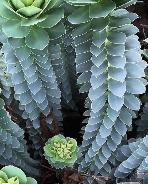 Sacred geometry in nature, wanted to share a moment with you to celebrate the infinite, magic of spiraling patterns all around us and to remind you that you are nature and therefore you are magic too. Which one captivates you most? Images 1-10 #sacredgeometry #sacredelements #plantsaremagic #magick #magic #succulentsofinstagram #findingbeautyaroundmetoday #artformsinnature #poppy #romanesco #camellia #poppies #succulentlove #fractal #patterns #naturephotography Natural Form Art, Geometry In Nature, Fractal Patterns, Spiral Pattern, Sacred Geometry, In Nature, Geometry, Poppies, Nature Photography