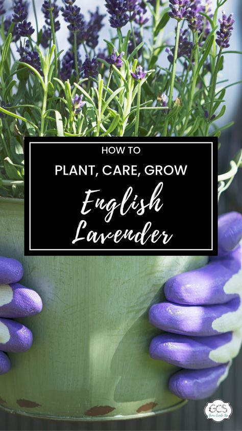 English Lavender Plant, Lavender Smell, Lavender Plant Care, Edible Lavender, Lavender Care, How To Propagate Lavender, Lavender Varieties, Lavender Plants, Harvesting Herbs