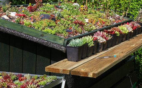 Plants-growing-on-a-wooden-shed-roof Roof With Plants, Living Roof Pergola, Living Shed Roof, Live Roof Shed, Living Roof Garden, Green Roof Shed, Living Roof Shed, Planted Roof, Roof Garden Plants