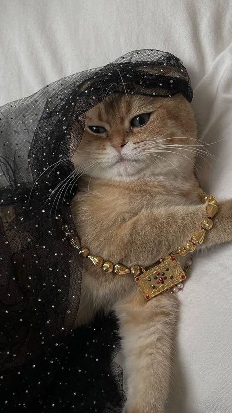 Emarati Core, Phone Wallpaper Cute, Iphone Wallpaper Quotes, Royal Animals, Rainy Day Aesthetic, Dream's Cat, Pretty Cat, Funny Phone, Love Funny