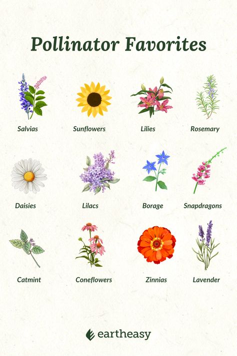 Pollinator Landscaping, Flowers That Attract Pollinators, Pollinator Garden Layout, Pollinator Flowers, Pollinator Garden Design, Cedar Raised Garden Beds, Cedar Planter Box, Cedar Garden, Pollinator Plants