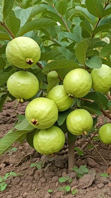 Guava Images, Guava Plant, Guava Tree, Grafting Plants, Guava Fruit, Guavas, Growing Fruit Trees, Vegetable Planters, Tree Growth