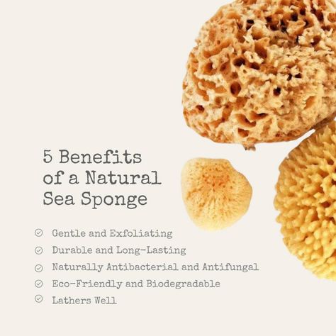 For a gentle, eco-friendly, and effective way to elevate your shower routine? Look no further than the sea sponge! These natural wonders offer a plethora of benefits: Luxuriously soft & gently exfoliating: Say goodbye to harsh loofahs and hello to a smoother, brighter complexion. Lathers beautifully: Enhance your favorite soap or shower gel for a rich, cleansing experience. Durable & long-lasting: Proper care means months of enjoyment (and less waste!). ♻️ Naturally antibacterial & antifung... Caring Meaning, Sea Sponge, Shower Routine, Natural Wonders, Shower Gel, The Sea, Soap, Eco Friendly, Long Lasting