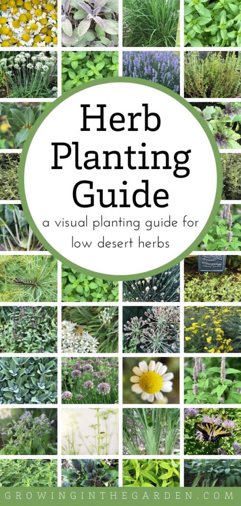 Arizona Herb Planting Guide: A Visual Guide for Low Desert Herbs | Growing In The Garden When To Plant Garlic, Herb Planting, Herbs Growing, How To Grow Lemon, Arizona Gardening, Outdoor Herb Garden, Planting Guide, Backyard Garden Layout, Herb Garden Design