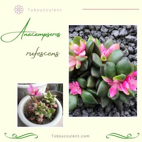 Anacampseros Rufescens, also known by its common names ‘Sunrise succulent’ and ‘Sand Rose’, is a gorgeous, low-growing succulent plant with colorful leaves. These plants are native to South Africa and grow in clusters that start out small but eventually spread out by producing offsets. The leaves are rainbow colored with foliage in the shades of green, yellow-green, purple and pink. https://www.tobsucculent.com/anacampseros-rainbow-sunrise... #succulents #succulentporn #succulentsofinstagram #s Sunrise Succulent, Plants With Colorful Leaves, Growing Succulents, Common Names, Succulent Plant, Colorful Leaves, Planting Succulents, Shades Of Green, Green Yellow