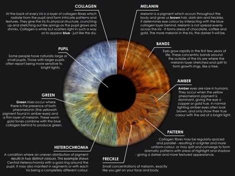 Iridology Chart, Iris Eye, Eye Color Chart, Eye Facts, Types Of Eyes, Seasonal Color Analysis, Eye Pattern, Natural Make Up, Makeup Natural