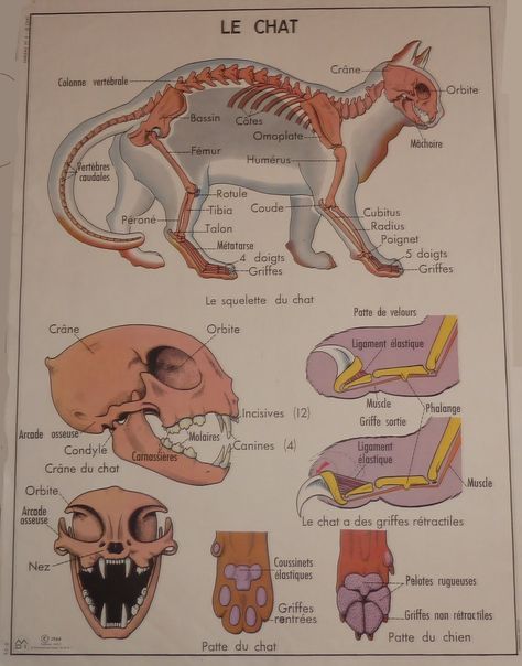 Le chat (affiche scolaire) Vet Medicine, Dog Anatomy, Cat Anatomy, Vet Assistant, Cat Sketch, Veterinary Medicine, Vintage School, Written By, Anatomy