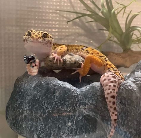 Leopard Gecko Funny, Cute Gecko, Cute Lizard, Reptile Room, Reptile Habitat, Cute Reptiles, Leopard Gecko, Reptiles Pet, Pretty Animals