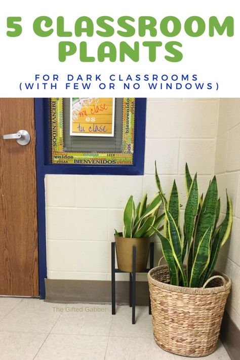 Best Plants for a Dark Classroom or Office - These 5 plants can help transform your dark, gloomy windowless classroom. #houseplants #crazyplantlady #classroomdecor #plants #plantsasdecor #classroom Decorate School Office Ideas, Plants For Windowless Room, Small School Office, Plant Classroom Decor Ideas, Classroom Turned Into Office, Classrooms With Plants, Classroom Plant Wall, Boho Middle School Classroom Decor, Diy Classroom Bulletin Board