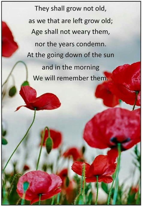 We will remember them Anzac Day Quotes, Remembrance Day Poems, Remembrance Day Pictures, Remembrance Day Quotes, Anzac Day Australia, Remembrance Day Activities, Remembrance Day Art, Poppy Craft, Remembrance Day Poppy