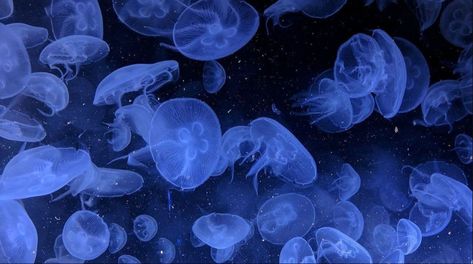 #jellyfish #blue #sea #aesthetic #wallpaper Hyuga Oc, Aesthetic Azul, Blue Widget, Blue Core, Color Aesthetic, Poster Blue, Aesthetic Color, Poster Aesthetic, Bakugo Katsuki