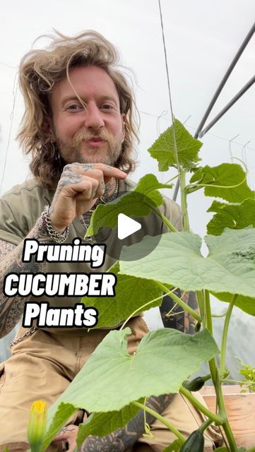 Jamie Walton | Nettles & Petals on Instagram: "Pruning Cucumber Plants! 🥒🌱

Firstly, there are generally two main types of cucumbers grown here in the UK ‘greenhouse’ or indoor cucumbers and outdoor or ‘ridge’ types.

I mainly grow greenhouse cucumbers that need plenty of heat, so need to be grown in a greenhouse or poly tunnel. They are large plants that produce long, smooth fruits that need to be pruned to to ensure they are manageable and healthy. 

They do not need pollinating and the male flowers need to be removed to prevent this happening or the fruits will end up being very bitter. 

I grow an all female variety called ‘Passandra’ to ensure this doesn’t happen as they are much easier when growing at scale, so there’s no need to remove any flowers.

Outdoor or ‘ridge’ cucumbers ca Types Of Cucumbers, Male Flowers, Cucumber Flower, Poly Tunnel, Cucumber Plants, Hanging Leaves, Cucumber Plant, Growing Cucumbers, Healthy Fruit