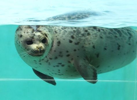 Ringed Seal, Funny Seals, Cute Seals, Wild Baby, Baby Seal, A Seal, Silly Animals, Sea Lion, Marine Animals