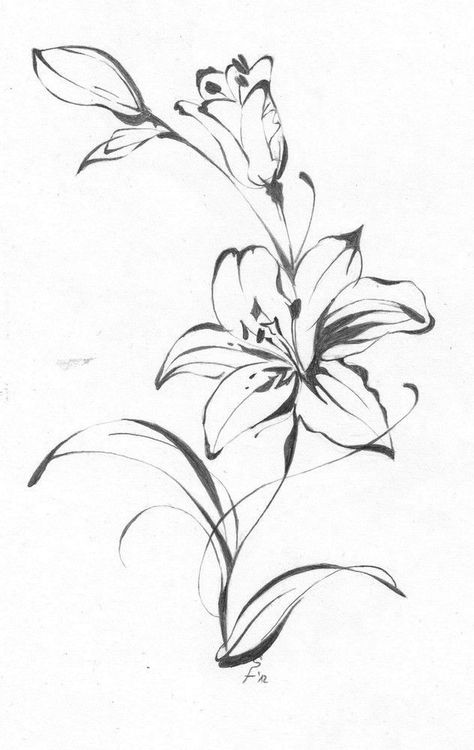 Lily Drawings, Lilly Flower Tattoo, Hur Man Ritar Blommor, Tiger Lily Tattoos, Lily Tattoos, Drawing Of Flowers, Flower Vine Tattoos, Water Lily Tattoos, Lillies Tattoo