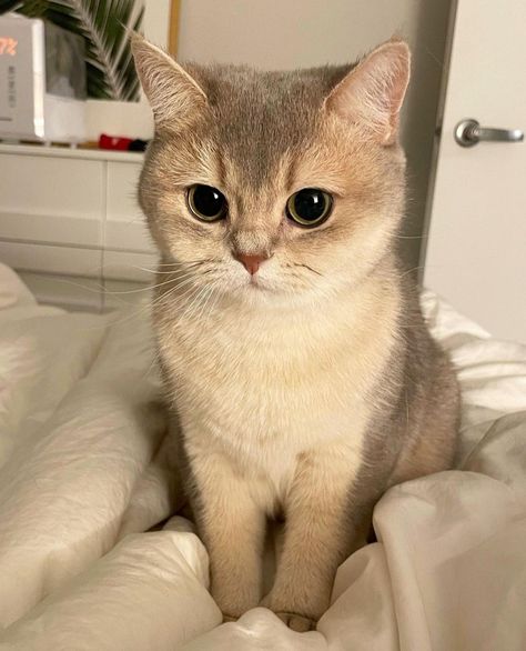 British Shorthair Kittens, Dream Pet, Image Chat, Cats Photos, British Shorthair Cats, Gorgeous Cats, Shorthair Cat, Cute Cats Photos