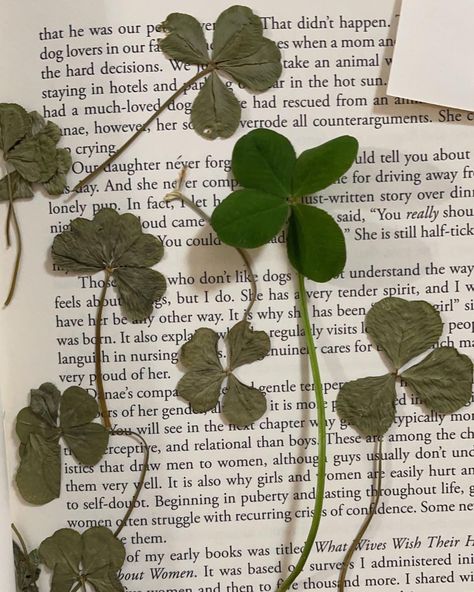 Three Leaf Clover Aesthetic, Clovercore Aesthetic, Four Leaf Clover Wallpaper Aesthetic, Clovers Aesthetic, Aesthetic Four Leaf Clover, 4 Leaf Clover Wallpaper, 4 Leaf Clover Aesthetic, Tyche Aesthetic, Four Leaf Clover Aesthetic