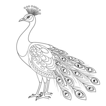 Picoke Bird Drawings, Peacock Line Drawing, Peacock Line Art, Picoke Bird Photo, Peacock Outline Drawing, Picoke Bird, Peacock Black And White, Peacock Drawing Images, Peacock Template