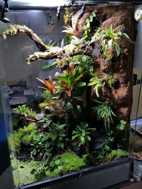 Chameleon Terrarium, Aquarium Design Ideas, Dart Frog Terrarium, Dart Frog Vivarium, Gecko Vivarium, Bioactive Vivarium, Tropical Terrariums, Frog Terrarium, Gecko Terrarium