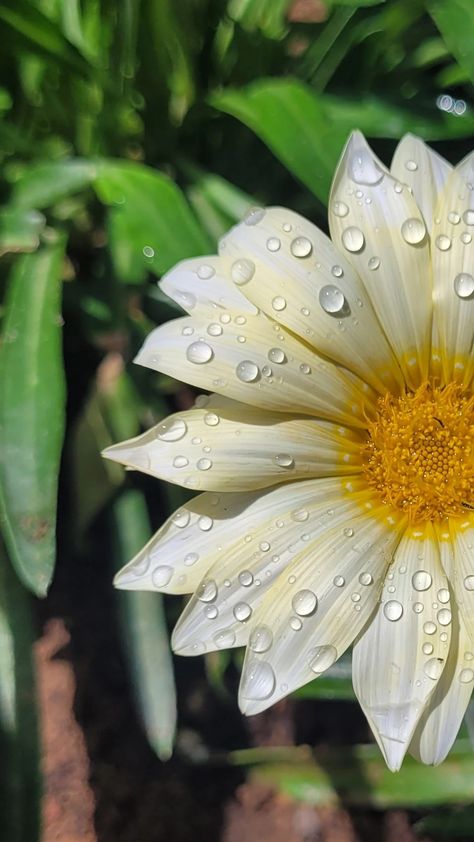 White yellow Gazania flowers aesthetic beautiful nature photography wallpaper art water drops rain spring Rain Flowers Aesthetic, Rain Drops On Flowers, Flowers With Raindrops, Gazania Flowers, Nature Photography Wallpaper, Water Droplets Photography, Flowers In The Rain, Dew Drop Photography, Photography Angles