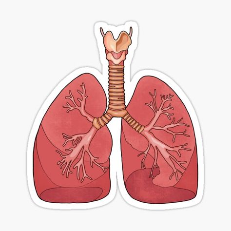 Lung Anatomy, Funny Laptop Stickers, Medical Stickers, Medical Wallpaper, Science Stickers, Biology Art, Nurse Stickers, Cute Laptop Stickers, Scrapbook Stickers Printable