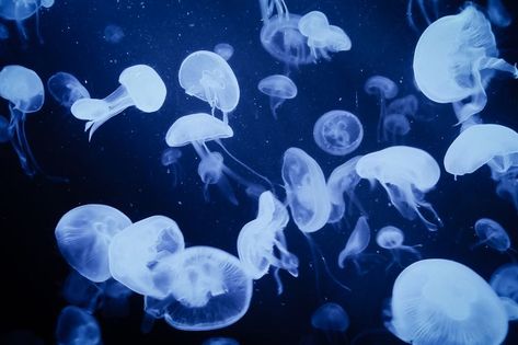 Jellyfish Laptop Background, Pretty Mac Wallpaper, Water Aesthetic Desktop Wallpaper, Aesthetic Ocean Laptop Wallpaper, Blue Y2k Wallpaper Ipad, Blue Ocean Wallpaper Laptop, Shark Wallpaper Aesthetic Computer, Blue Y2k Laptop Wallpaper, Silly Computer Wallpaper