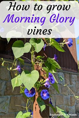 Aesthetic Morning Quotes, Morning Glory Plant, Morning Aesthetics, Morning Routine Aesthetic, Morning Glory Seeds, Morning Glory Vine, Tattoo Plant, Quotes Morning, Morning Glory Flowers