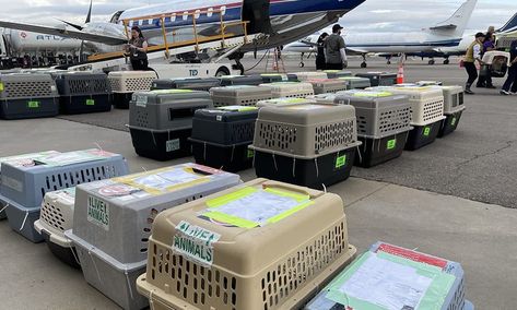 Last week more than 300 dogs and cats flew by private planes out of a struggling, crowded El Paso, Texas shelter — one of the biggest non-disaster pet rescues in history. Animal Rescue Corps (ARC), a national animal protection nonprofit, joined BISSELL Pet Foundation to lead a massive pet rescue, one of the largest in history. The groups […] The post 300+ Pets Airlifted from El Paso Shelter in Massive Rescue Effort appeared first on The Dogington Post. Animal Rescue Ideas, Manifest 2024, Private Planes, Flying Cat, National Animal, Private Plane, Animal Protection, Pet Rescue, Foster Care